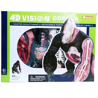 4D Master Vision Oyuncak Goril Anatomi Modeli