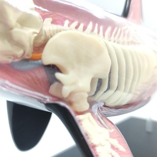 4D Master Vision Oyuncak Katil Balina Anatomi Modeli