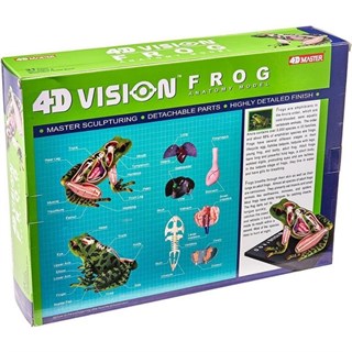 4D Master Vision Oyuncak Kurbağa Anatomi Modeli