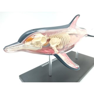 4D Master Vision Oyuncak Yunus Anatomi Modeli
